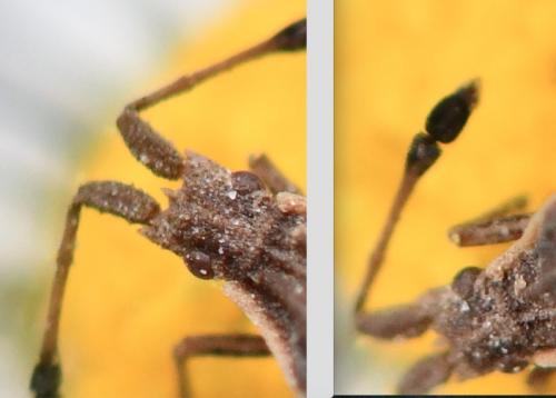 Réf. 279 836 : Spathocera lobata
